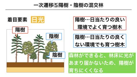 陽樹 陰樹 一覧 生物基礎|高校生物基礎「陽樹の植物を覚える 〜陰樹と陽樹のまとめ〜